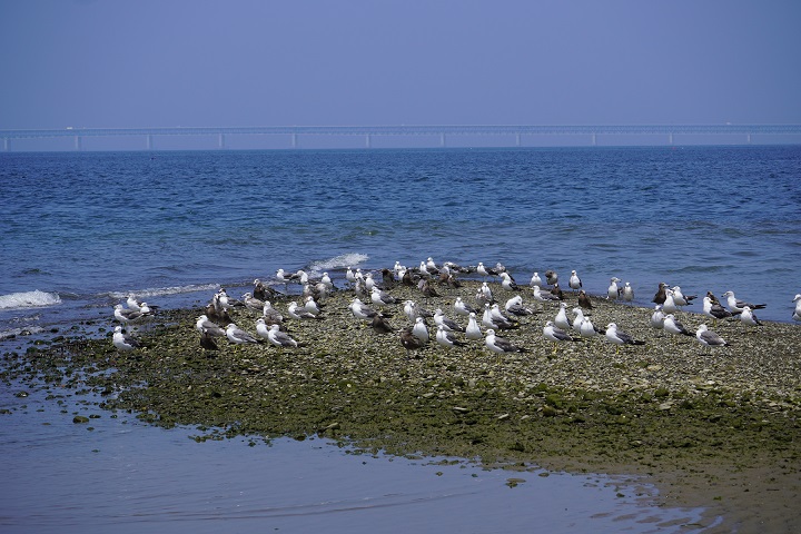 入賞「海鳥集う大阪湾」