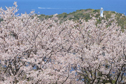 作品名：島桜