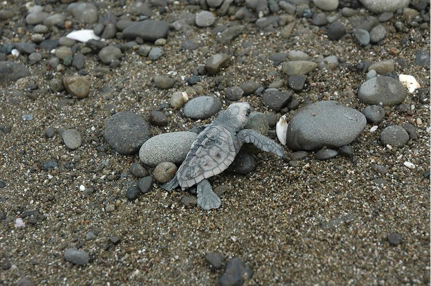 <h5>成ヶ島（洲本市）</h5>アカウミガメは、「日本版レッドデータブック」で希少種に挙げられています。成ヶ島の砂浜には、このアカウミガメが産卵をします。砂浜を掘って一度に 60～100個ほど産卵をします。アカウミガメは、一生のほとんどを海中で過ごし、出生直後と産卵時以外は陸に上がることはありません。
