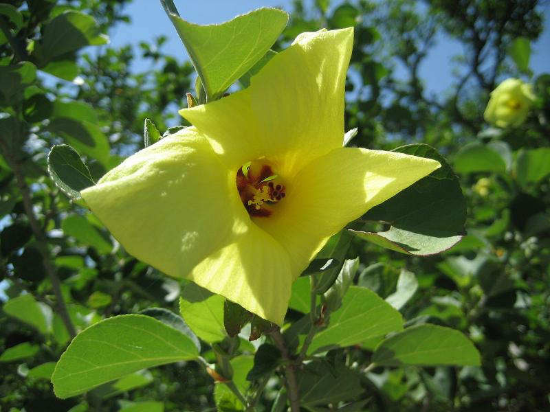 <h5>成ヶ島（洲本市）</h5>7月～8月には、直径5cmほどの淡黄色の花を枝先につけます。