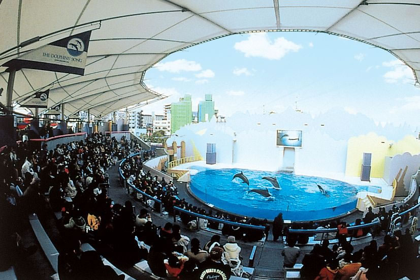 <h5>須磨海浜水族園（神戸市）</h5>イルカライブは平日4～5回、日祝5～6回実演します。ライブ以外の時間もイルカ達がゆったりと泳ぐ様子を見ることができます。
