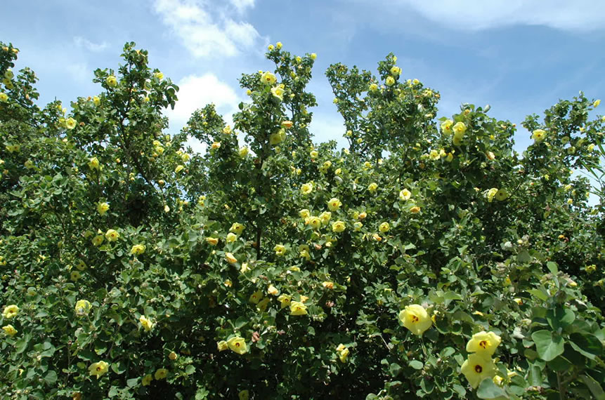 <h5>成ヶ島（洲本市）</h5>ハマボウは、兵庫県レッドデータブックAランク（絶滅危惧品種）に指定される、貴重な植物です。アオイ科で本州・四国・九州などの暖地の海岸で成育する落葉低木。