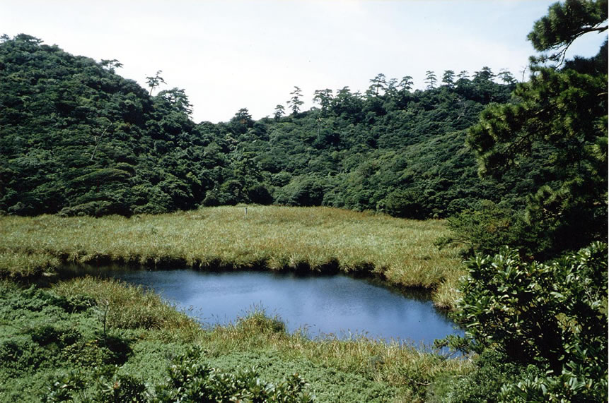 <h5>友ヶ島（和歌山市）</h5>深蛇池にはヒトモトススキがいっぱいです。その間には熱帯性のテツホシダなどが育っています。