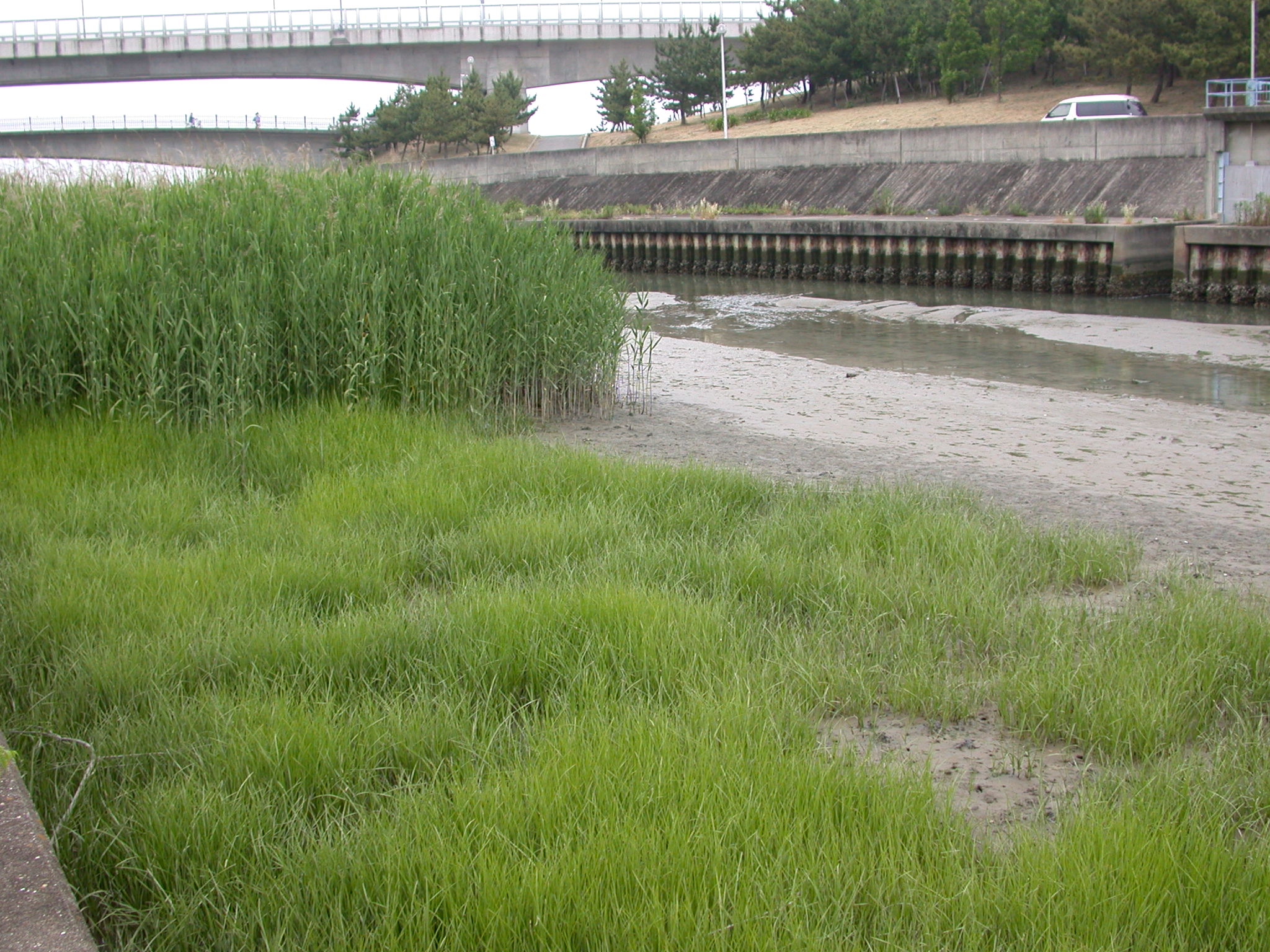 <h5>近木川河口（貝塚市）</h5>イセウキヤガラ。河口干潟に生えるカヤツリグサ科の植物。大阪湾で唯一の生息場所です。